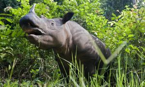 Sumatran rhinoceros