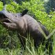 Sumatran rhinoceros