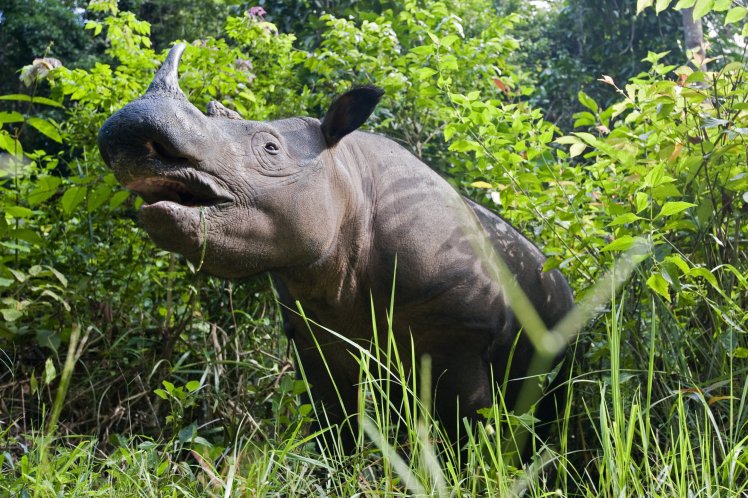 Sumatran rhinoceros