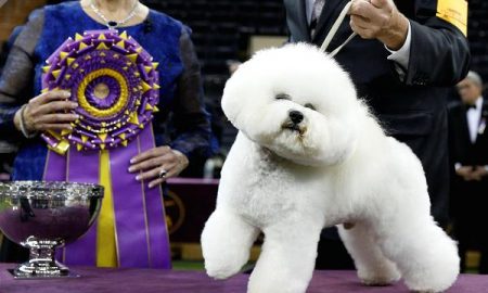 Flynn, the bichon, won the Westminster dog Show 2018
