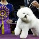 Flynn, the bichon, won the Westminster dog Show 2018